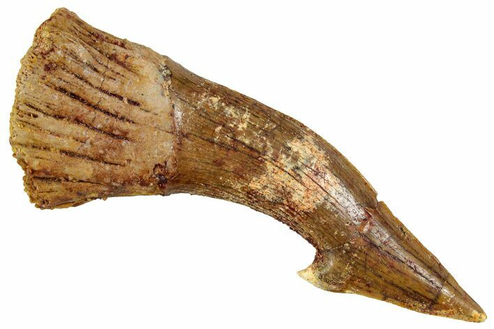Fossil Sawfish (Onchopristis) Rostral Barb - Morocco #351696